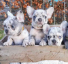 Photo №1. french bulldog - for sale in the city of San Francisco | 320$ | Announcement № 42510