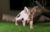 Photo №4. I will sell sphynx-katze in the city of Kharkov. from nursery, breeder - price - 400$