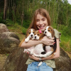 Additional photos: Beautiful beagle puppies