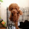 Photo №2 to announcement № 10692 for the sale of poodle (dwarf) - buy in Kuwait private announcement