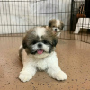 Photo №1. shih tzu - for sale in the city of Montreal | 500$ | Announcement № 103643