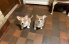 Photo №3. Adorable Welsh Corgi puppies. Ukraine