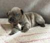 Photo №2 to announcement № 121599 for the sale of french bulldog - buy in Austria private announcement