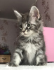 Photo №2 to announcement № 39197 for the sale of maine coon - buy in Russian Federation private announcement