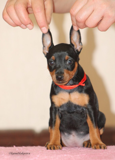 Additional photos: I offer to book and sell very promising puppies of the TSVERGINCHER