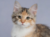 Photo №4. I will sell siberian cat in the city of Penza. breeder - price - negotiated