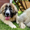 Photo №1. caucasian shepherd dog - for sale in the city of Франкфурт-на-Майне | 402$ | Announcement № 78590