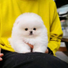 Photo №2 to announcement № 117307 for the sale of pomeranian - buy in Finland private announcement, breeder