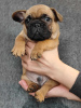 Photo №3. French bulldog puppies. Belarus