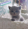 Additional photos: Purebred British kittens