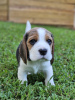 Additional photos: Beagle puppies for adoption