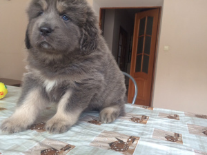 Additional photos: We sell puppies of the Tibetan mastiff.