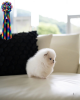 Photo №2 to announcement № 75189 for the sale of pomeranian - buy in Germany from nursery