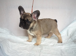 Photo №3. I will sell puppies of the French bulldog. Russian Federation