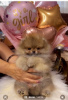 Photo №2 to announcement № 115024 for the sale of pomeranian - buy in Serbia 