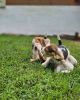 Photo №2 to announcement № 124530 for the sale of beagle - buy in Germany private announcement