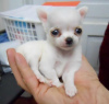 Photo №1. chihuahua - for sale in the city of Helsinki | negotiated | Announcement № 108674