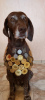 Photo №1. german shorthaired pointer - for sale in the city of Kursk | negotiated | Announcement № 10922