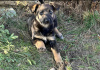 Photo №2 to announcement № 101592 for the sale of non-pedigree dogs - buy in Belarus private announcement