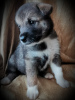 Photo №2 to announcement № 7705 for the sale of non-pedigree dogs - buy in Russian Federation private announcement