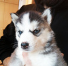 Photo №2 to announcement № 30272 for the sale of siberian husky - buy in Latvia private announcement