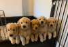 Photo №2 to announcement № 32659 for the sale of golden retriever - buy in Germany 
