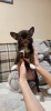 Photo №4. I will sell chihuahua in the city of Иваново. private announcement - price - 606$