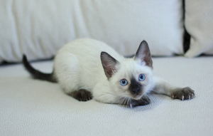 Photo №2 to announcement № 5729 for the sale of thai cat - buy in Russian Federation from nursery