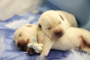 Additional photos: Labrador Retriever puppies
