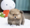 Photo №4. I will sell pomeranian in the city of Гамбург. breeder - price - 423$
