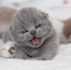 Photo №1. british shorthair - for sale in the city of Гамбург | 423$ | Announcement № 101743