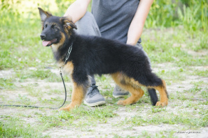 Photo №2 to announcement № 2644 for the sale of german shepherd - buy in Russian Federation from nursery, breeder