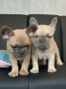 Photo №1. french bulldog - for sale in the city of Berlin | 370$ | Announcement № 99954