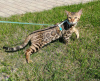 Photo №3. Bengal kittens. Russian Federation