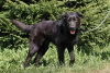 Photo №3. Handsome Black is looking for a home.. Russian Federation