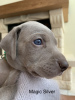 Photo №2 to announcement № 11150 for the sale of weimaraner - buy in Russian Federation breeder