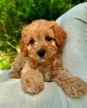 Photo №4. I will sell cavalier king charles spaniel in the city of Cologne.  - price - negotiated