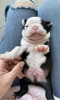 Photo №1. boston terrier - for sale in the city of Milan | 370$ | Announcement № 110897