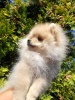 Photo №1. pomeranian - for sale in the city of Krivoy Rog | 257$ | Announcement № 11557