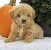 Photo №2 to announcement № 103599 for the sale of poodle (dwarf) - buy in Canada 