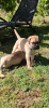 Photo №4. I will sell bullmastiff in the city of Subotica. breeder - price - 528$