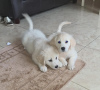 Photo №2 to announcement № 15564 for the sale of golden retriever - buy in Saudi Arabia private announcement