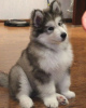 Photo №2 to announcement № 83097 for the sale of alaskan malamute - buy in Germany breeder