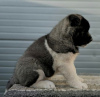 Additional photos: American Akita, top quality puppies