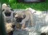 Photo №2 to announcement № 106095 for the sale of pug - buy in Germany breeder