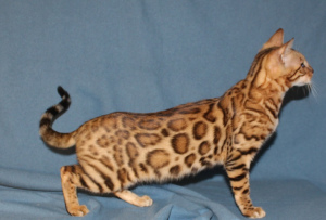 Photo №1. bengal cat - for sale in the city of Eagle | 700$ | Announcement № 1593