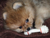 Additional photos: Pomeranian Spitz puppies, mini boo.