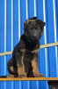 Photo №4. I will sell german shepherd in the city of Dnipro. breeder - price - 400$