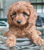 Photo №2 to announcement № 20348 for the sale of poodle (royal) - buy in Georgia private announcement