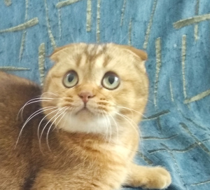 Photo №1. scottish fold - for sale in the city of Kharkov | 250$ | Announcement № 1055